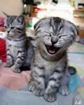 pic for Funny Cat